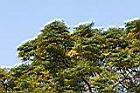 苦楝-葉1110.jpg