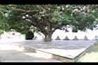榕樹-莖00.JPG