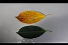 榕樹-葉03.JPG