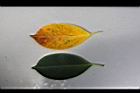 榕樹-葉04.JPG