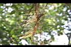 榕樹-鬚13.JPG
