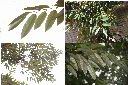 榴槤-葉1.jpg