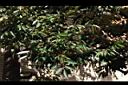 榴槤40.JPG