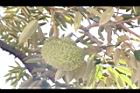 榴槤-實07.JPG