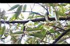 榴槤-花11.JPG