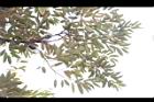 榴槤-葉02.JPG