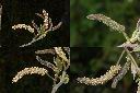 構樹-雄花1.jpg