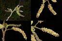構樹-雄花2.jpg