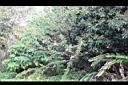 構樹-雄花株00.jpg