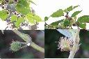 構樹-雌花1.jpg