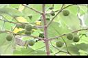 構樹-青實06.jpg