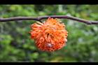 構樹-紅實03.jpg