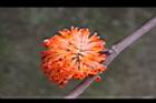 構樹-紅實04.jpg
