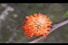 構樹-紅實05.jpg