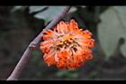 構樹-紅實06.jpg