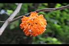 構樹-紅實07.jpg