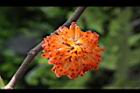 構樹-紅實09.jpg