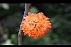 構樹-紅實11.jpg