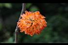 構樹-紅實12.jpg