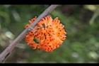 構樹-紅實13.jpg