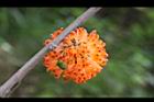構樹-紅實14.jpg