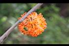 構樹-紅實15.jpg
