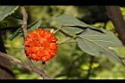 構樹-紅實21.JPG