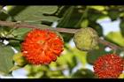 構樹-紅實23.JPG