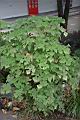 構樹-葉06.JPG
