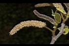 構樹-雄花06.JPG