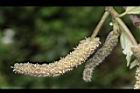 構樹-雄花07.JPG