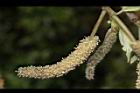 構樹-雄花08.JPG