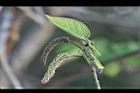 構樹-雄花18.jpg
