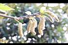 構樹-雄花30.jpg