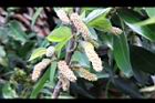 構樹-雄花33.jpg
