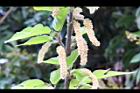 構樹-雄花34.jpg