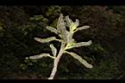 構樹-雄花序00.JPG