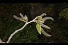 構樹-雄花序05.JPG