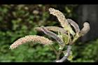 構樹-雄花序11.JPG
