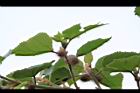 構樹-雌花04.jpg