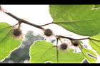 構樹-雌花05.jpg