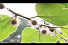 構樹-雌花06.jpg