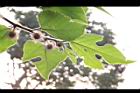 構樹-雌花07.jpg