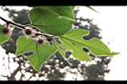 構樹-雌花08.jpg