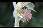 構樹-雌花14.jpg