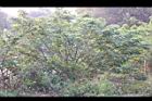 構樹-雌花株01.jpg