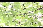 構樹-青實00.jpg