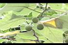 構樹-青實03.jpg