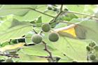 構樹-青實04.jpg