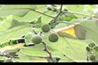 構樹-青實05.jpg